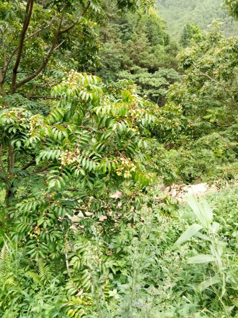 橄榄