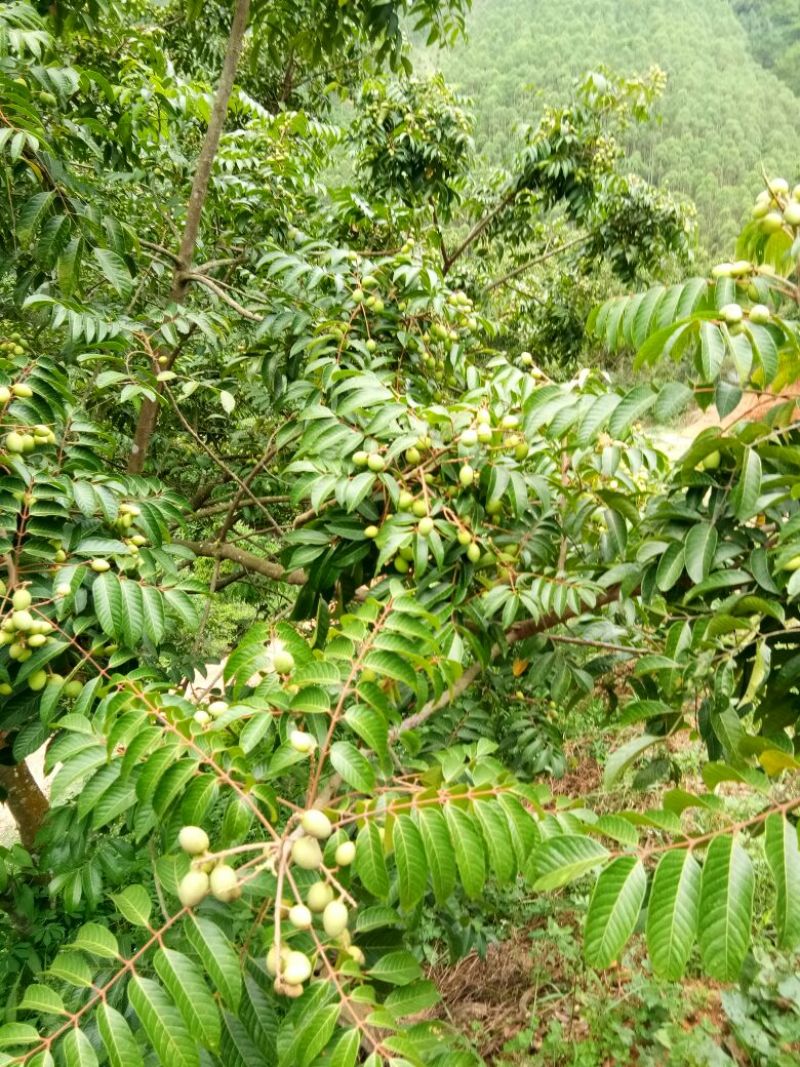 橄榄