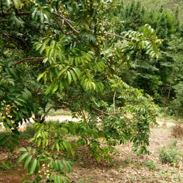 橄榄
