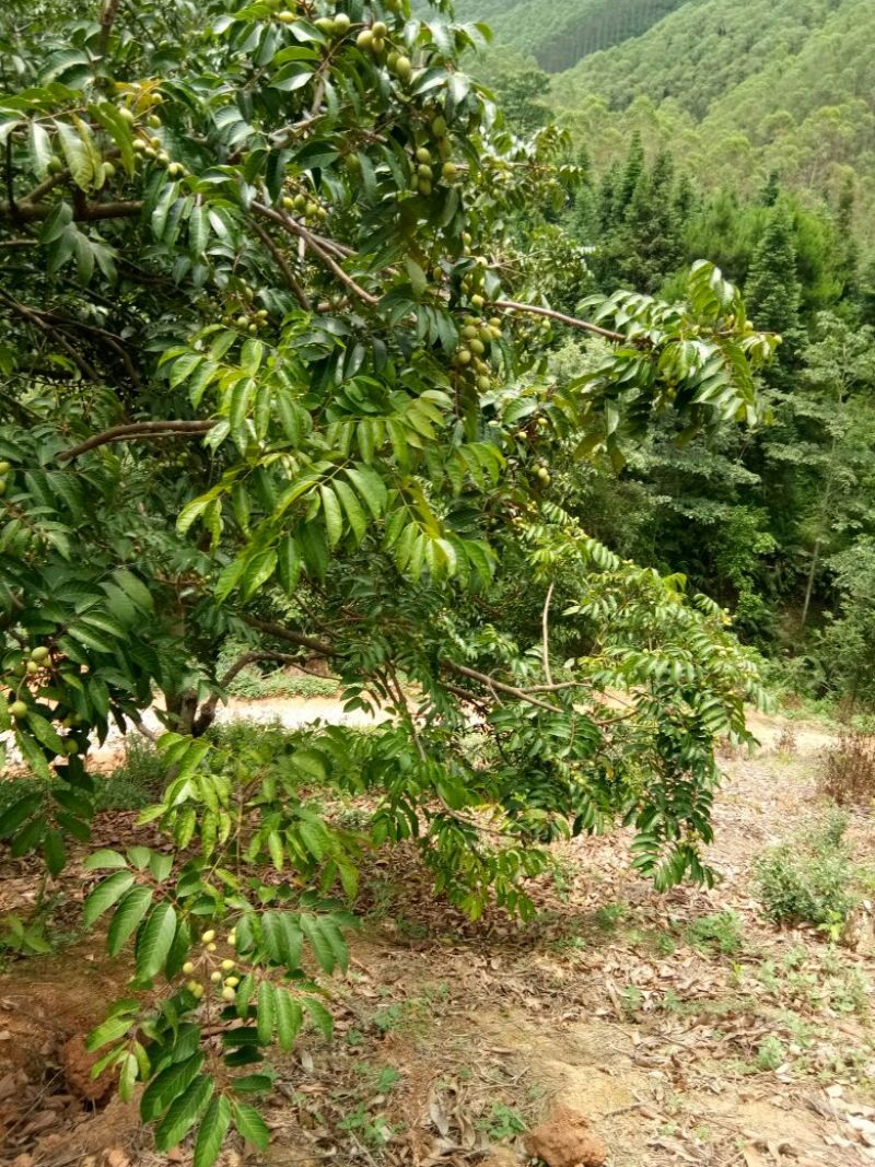 橄榄