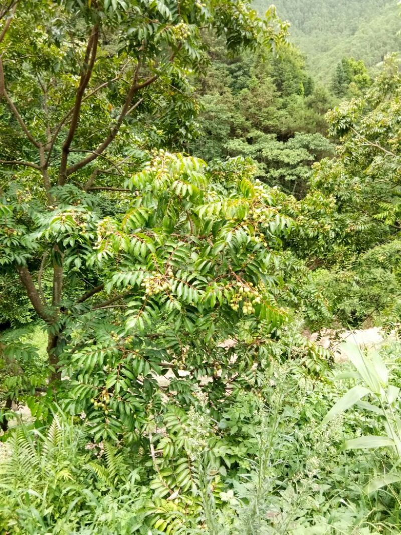 橄榄
