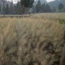 本地菜籽