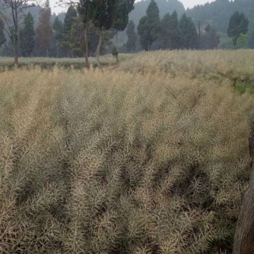 本地菜籽