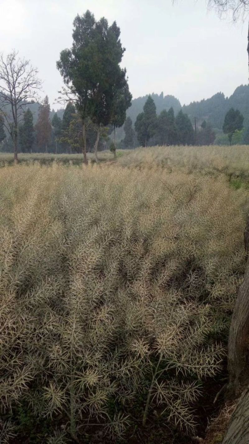 本地菜籽