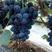 夏黑葡萄，口感好，葡萄品种多，产地直销欢迎收购