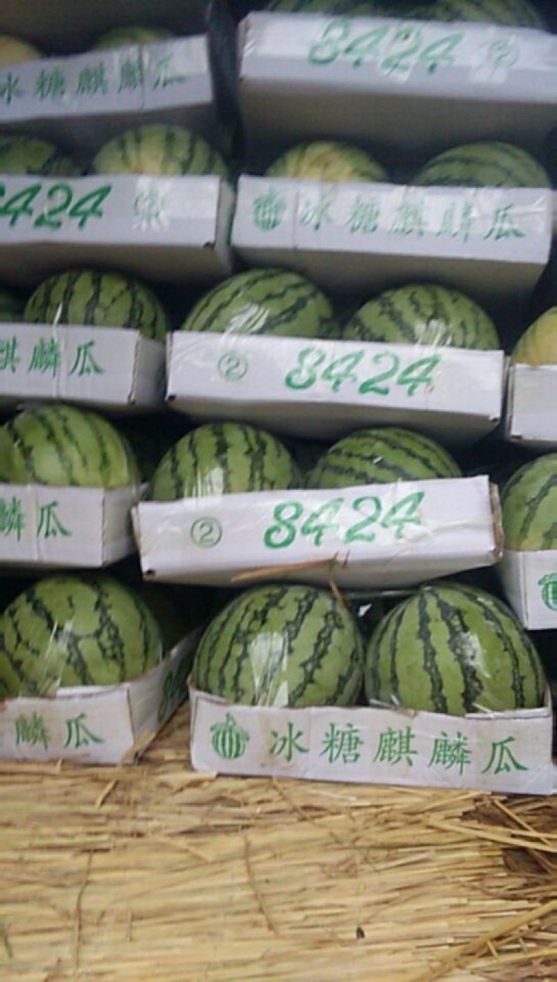 ［基地直供］河南周口扶沟陆地西瓜即将大量上市
