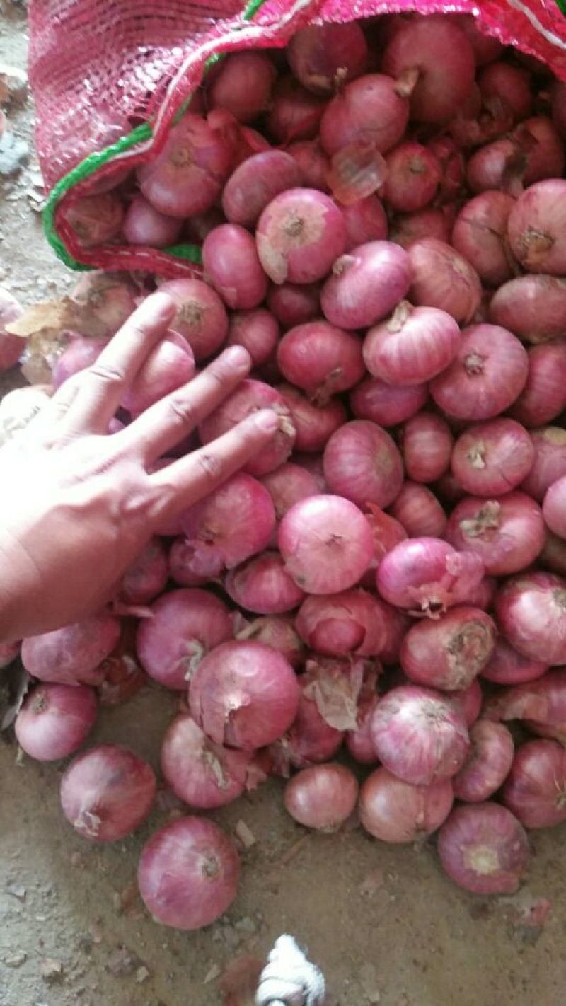 调味小洋葱加工厂用