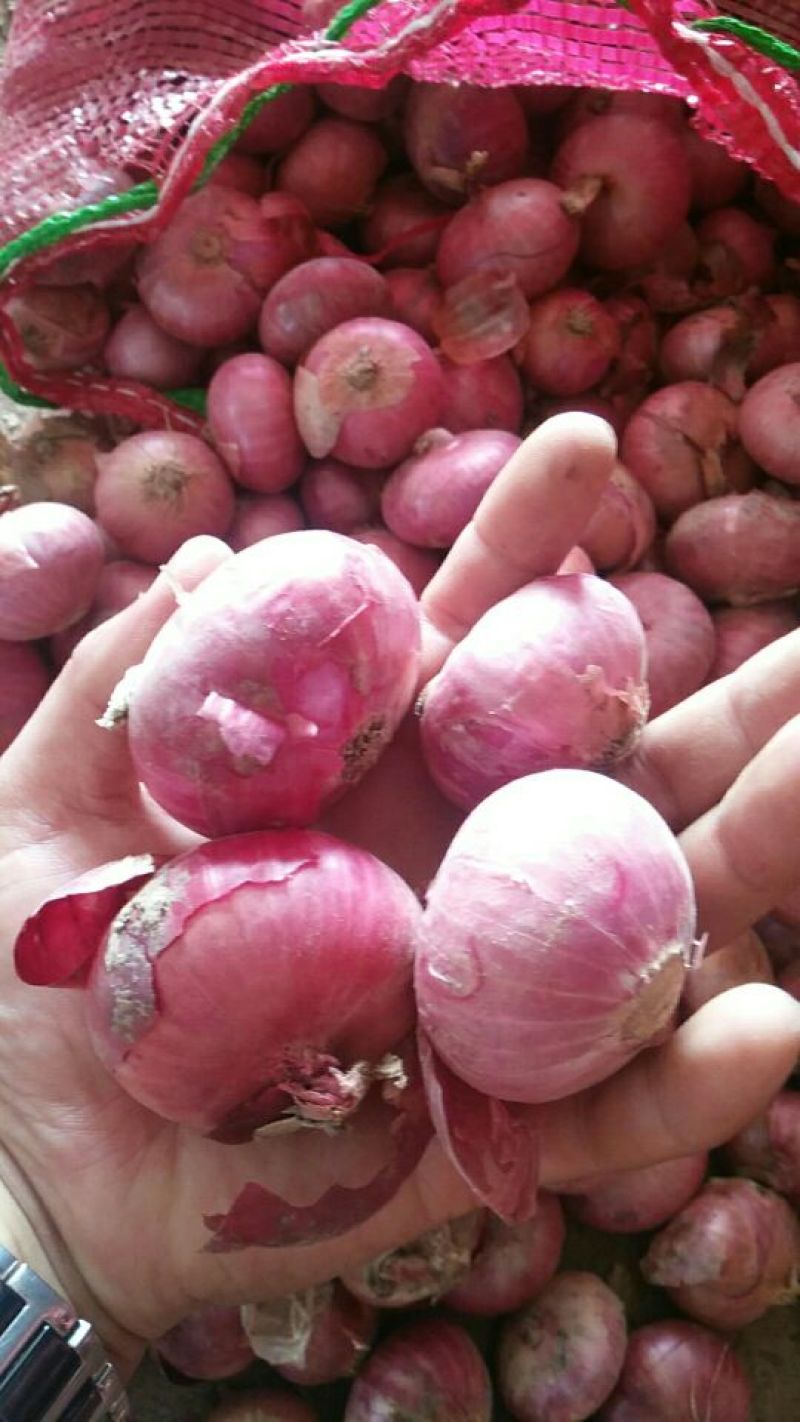 调味小洋葱加工厂用
