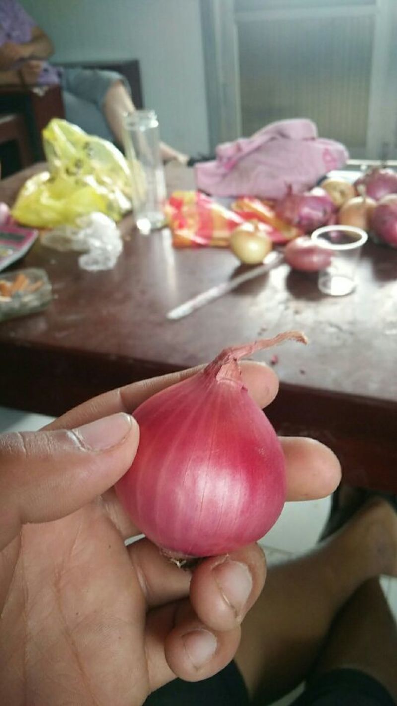 调味小洋葱加工厂用