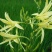 黄花菜