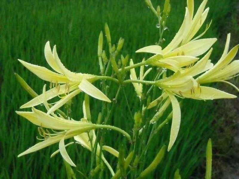 黄花菜