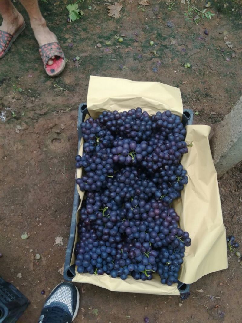 【推荐】河北精品玫瑰香葡萄大棚葡萄对接全国商超市场
