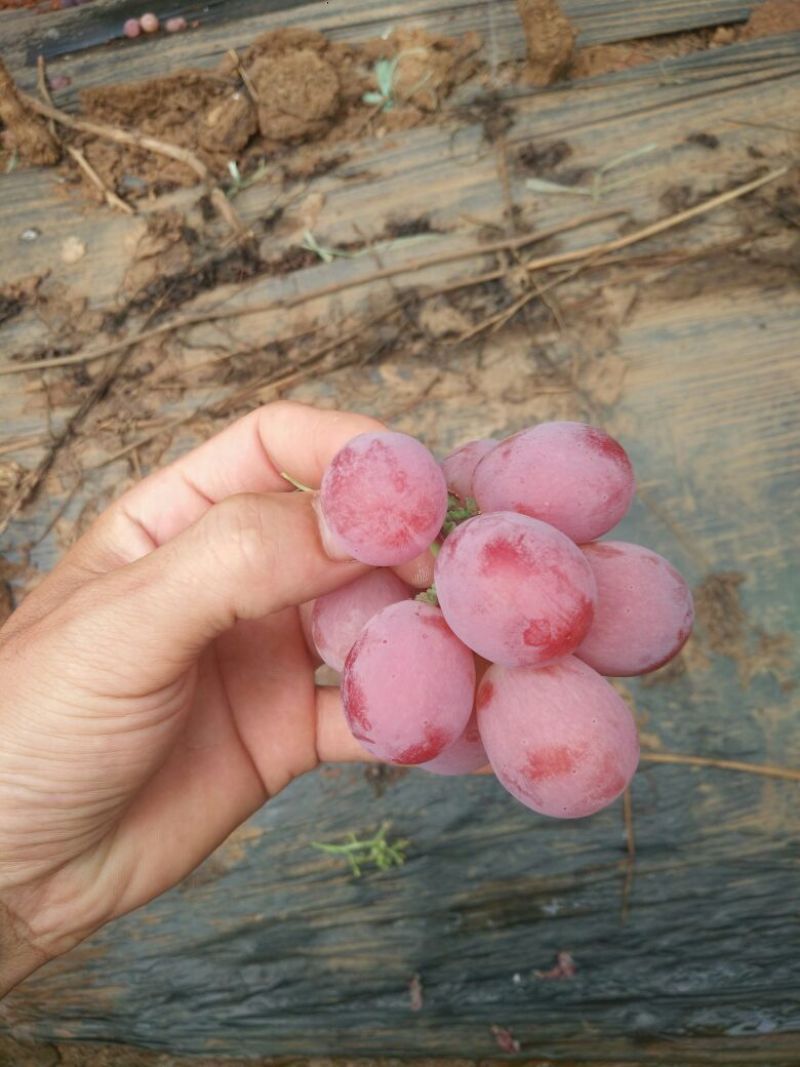 红提-大棚果，小雨棚，露天果