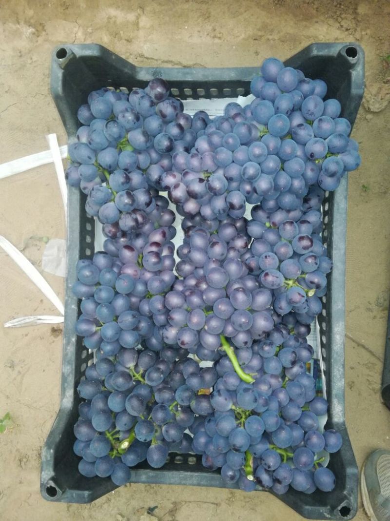 【推荐】河北精品玫瑰香葡萄大棚葡萄对接全国商超市场