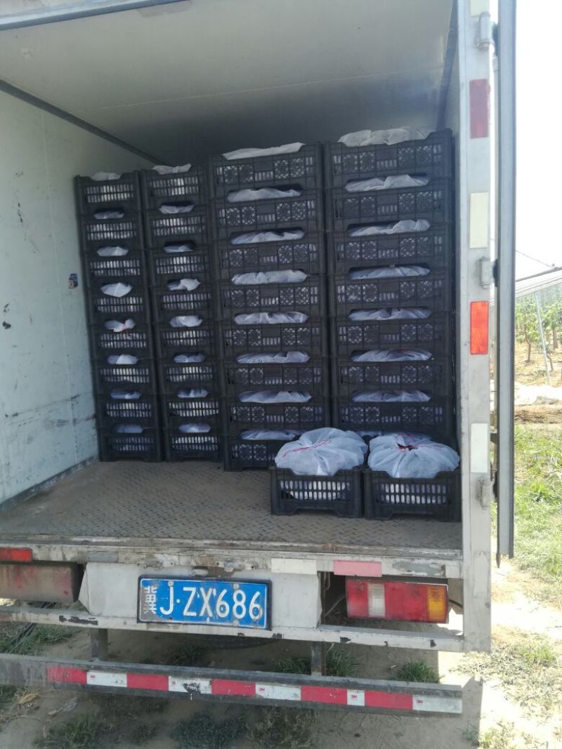 【推荐】河北精品玫瑰香葡萄大棚葡萄对接全国商超市场