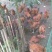 土鸡6~9月