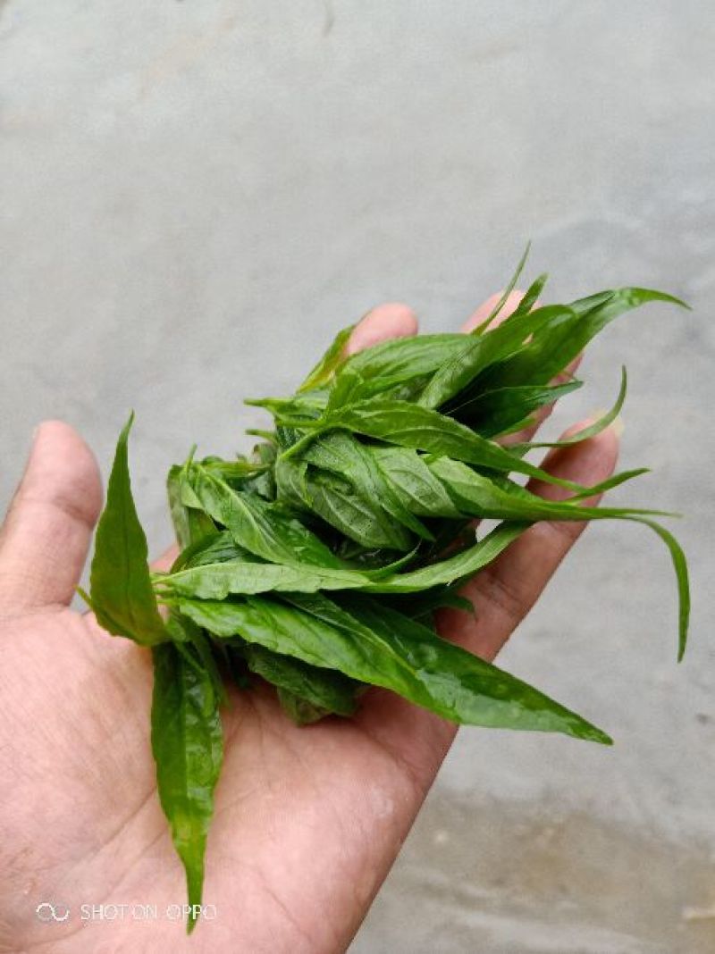 忧遁草🌷养生野菜❤详情可以上百度
