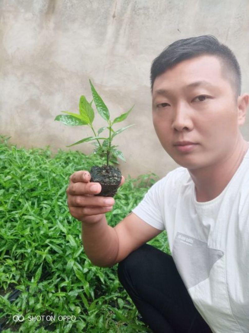 忧遁草🌷养生野菜❤详情可以上百度