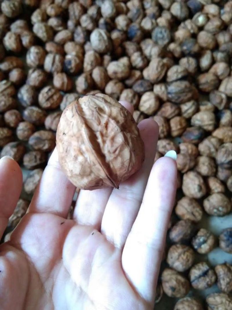 大优核桃大量批发