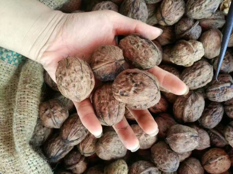 大优核桃大量批发