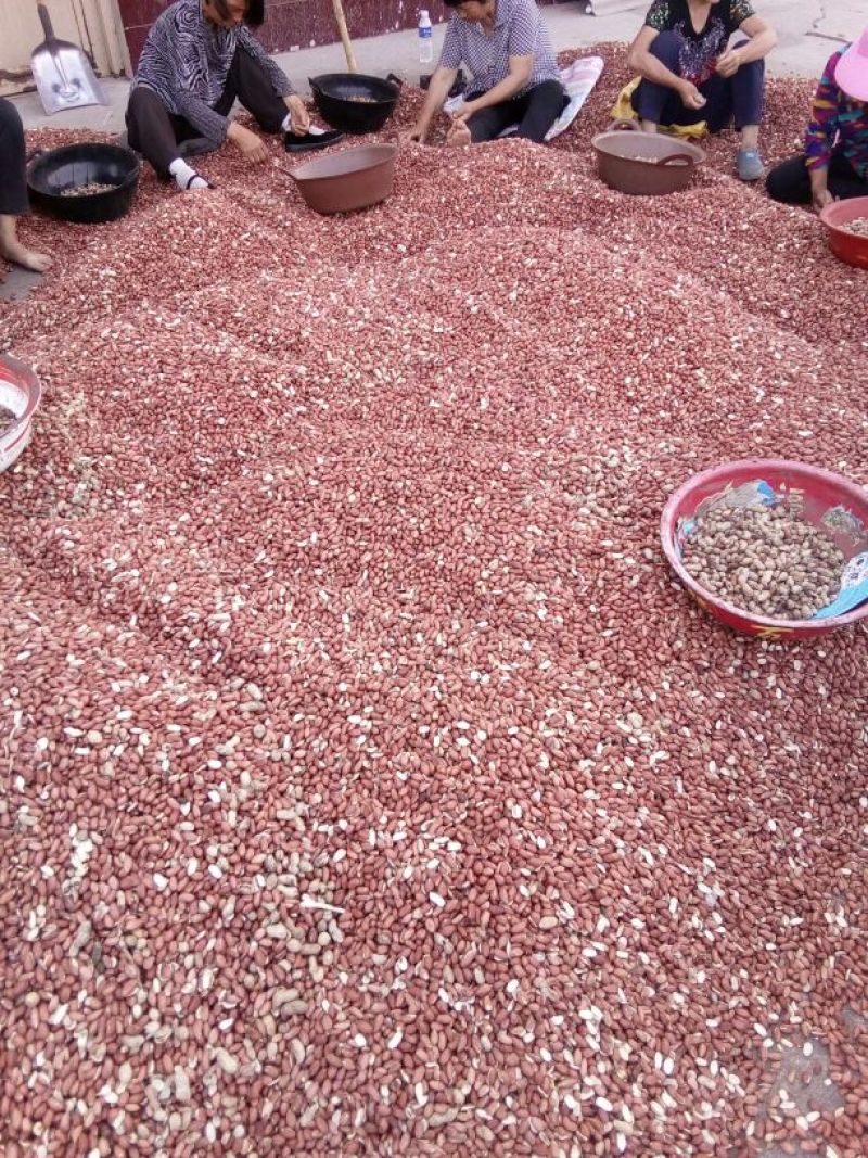 花生米红皮一级