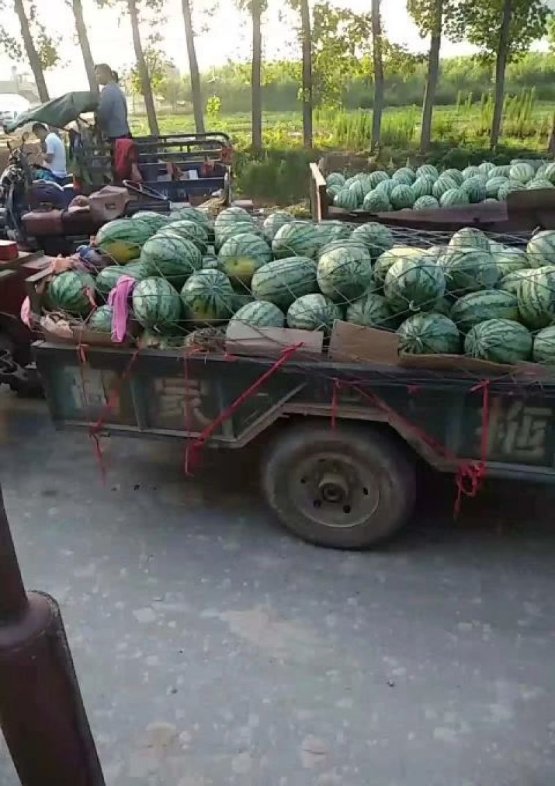 黑美人西瓜便宜了便宜了便宜了