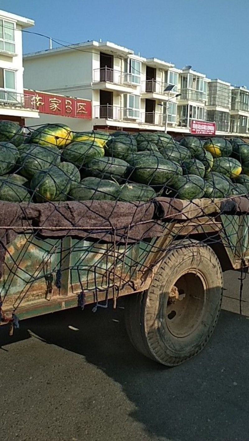 黑美人西瓜便宜了便宜了便宜了