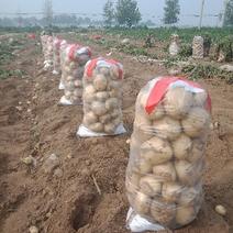 中薯5号，荷兰十五土豆，大量供应。