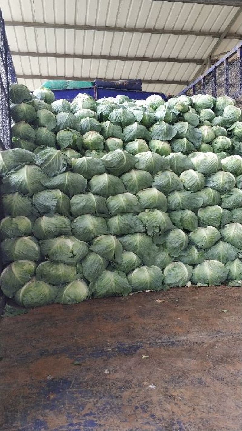 扁包菜，奥奇娜，加工厂货，大量供应，货源充足
