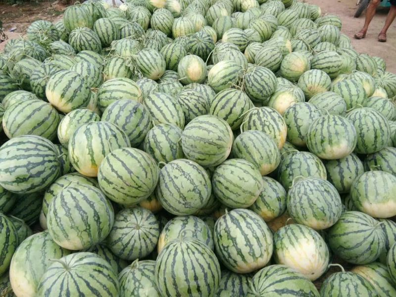 8424大量上市，龙卷风大量上市有需要