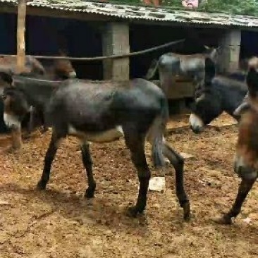 驴肉