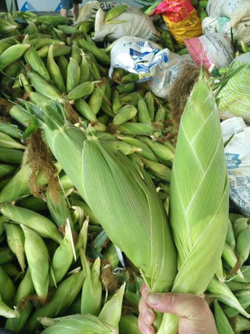 水果玉米泰系品种质量好个头大颜色绿代发全国