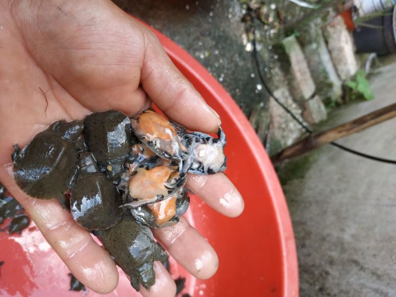 稚鳖4一6克只。