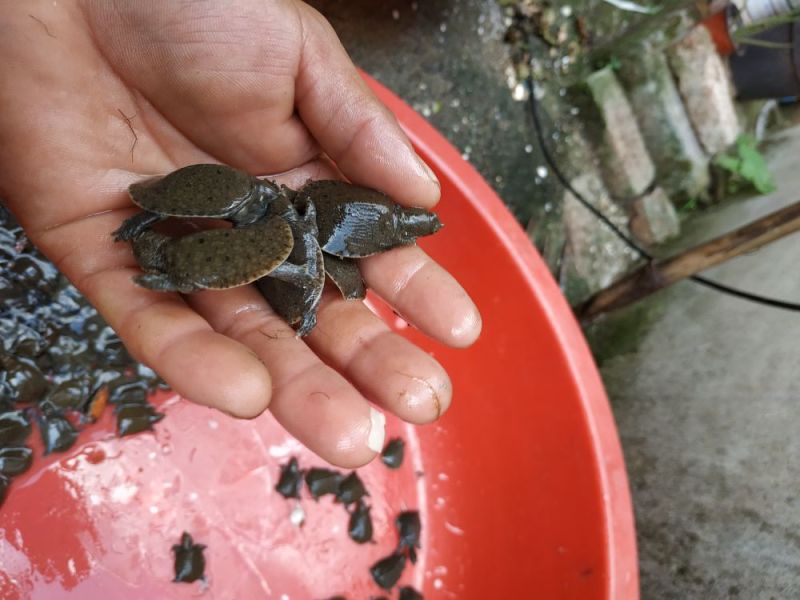 稚鳖4一6克只。
