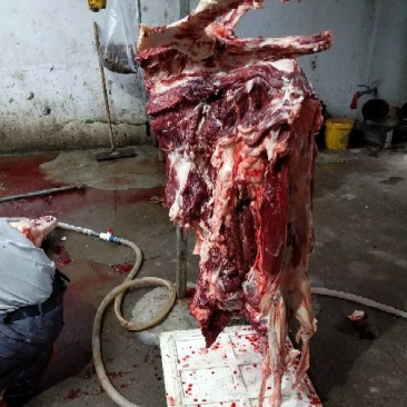 驴肉