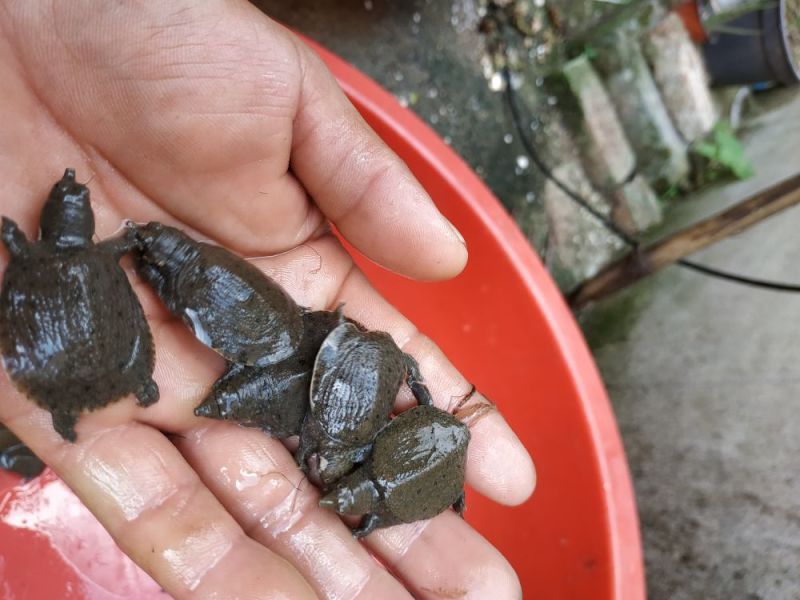 稚鳖4一6克只。