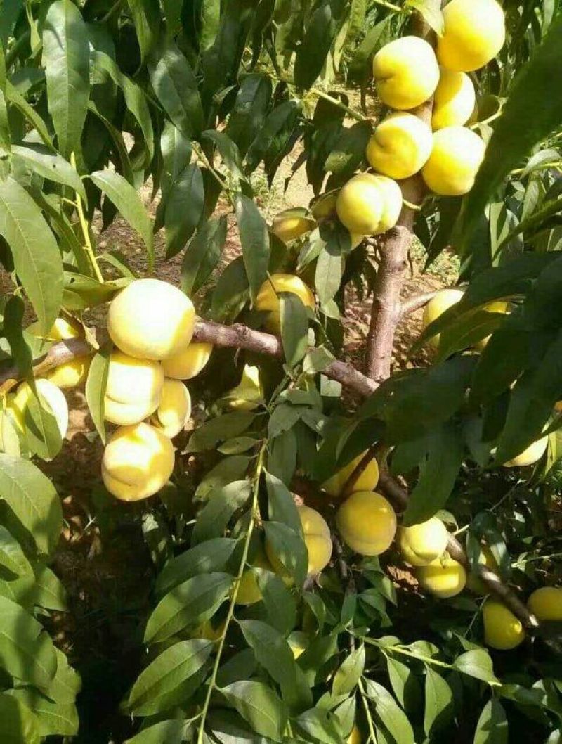 大量黄金冠黄桃三个头7月25！号上市