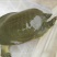 成甲鱼仿野生养殖。