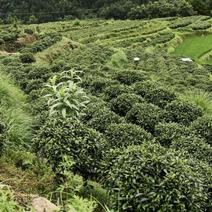 都匀毛尖，贵州原生态绿茶(原产地，一手货源，栗香味)