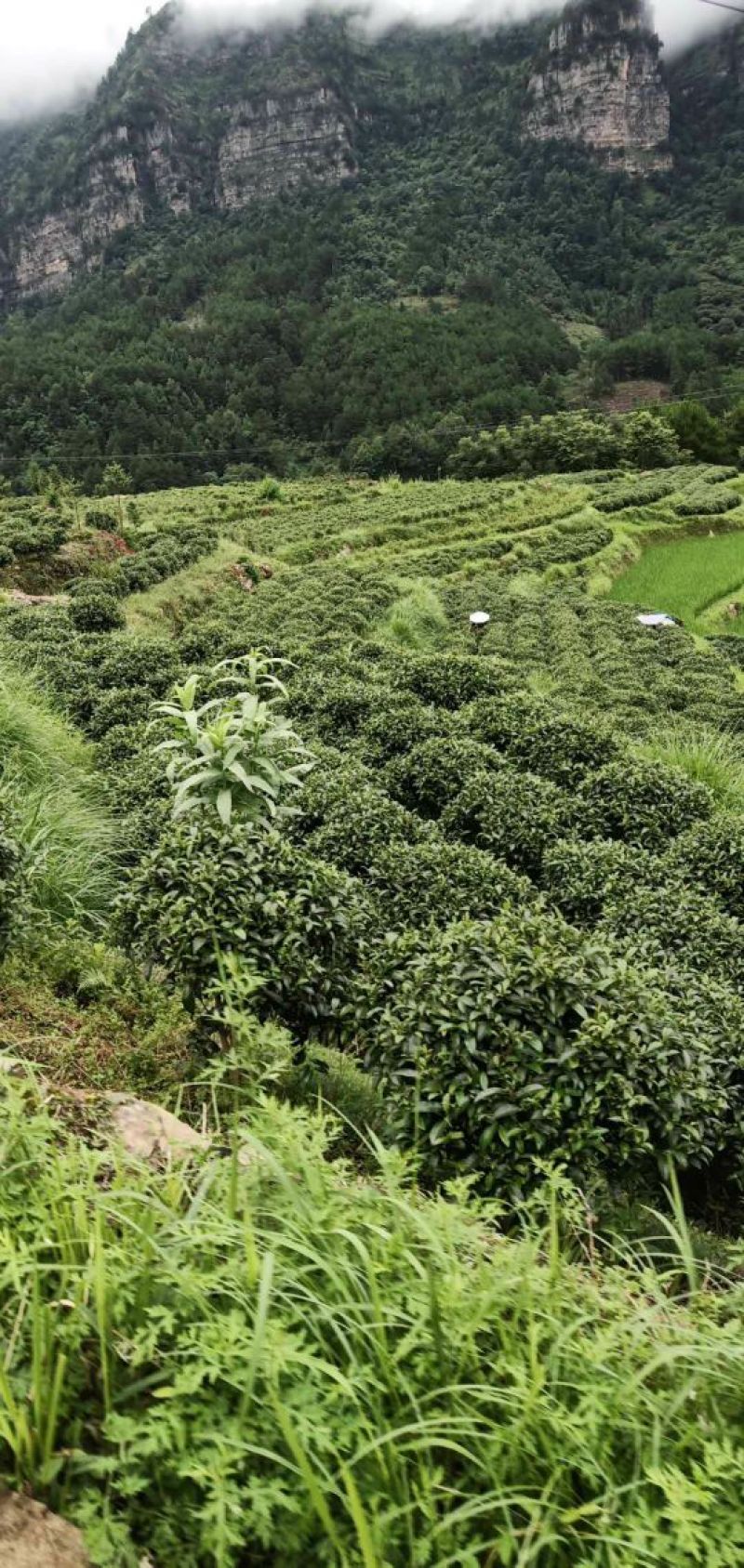 都匀毛尖，贵州原生态绿茶(原产地，一手货源，栗香味)