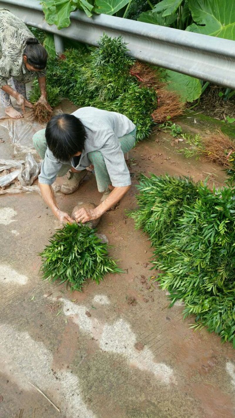 柳叶十大功劳