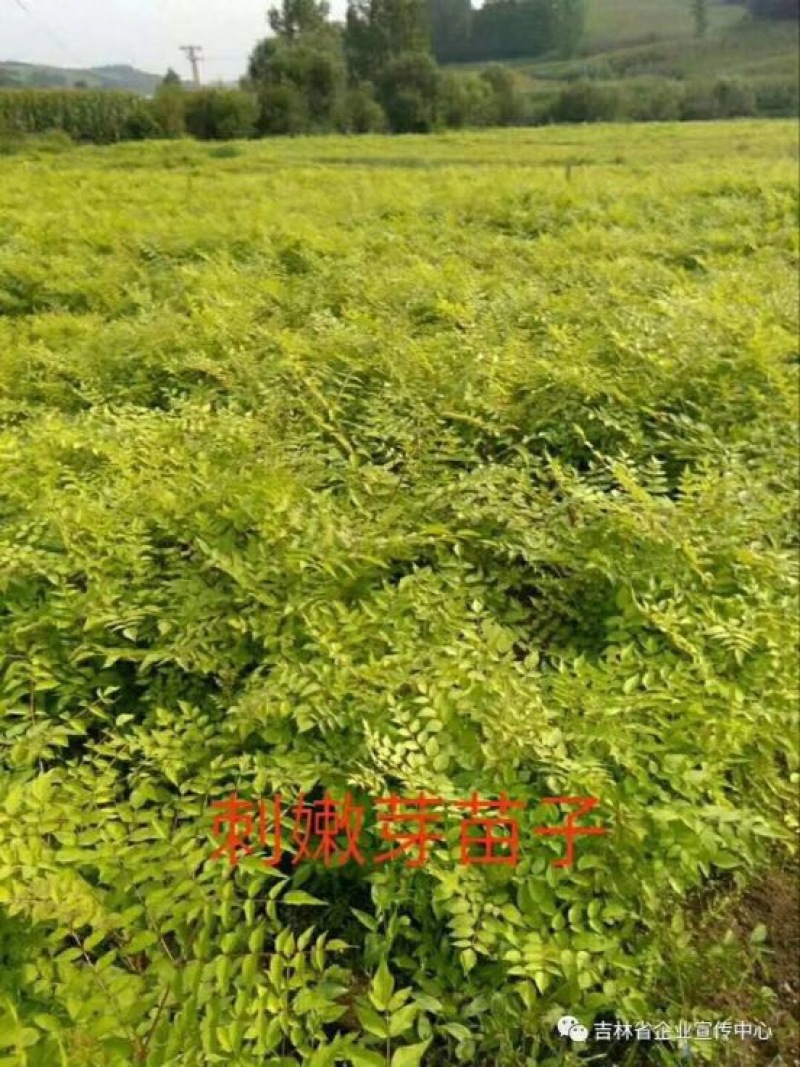 刺龙芽菜