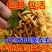 面包虫活体黄粉虫活体