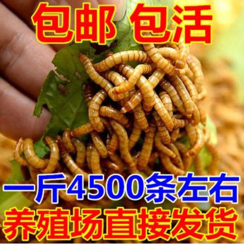 面包虫活体黄粉虫活体