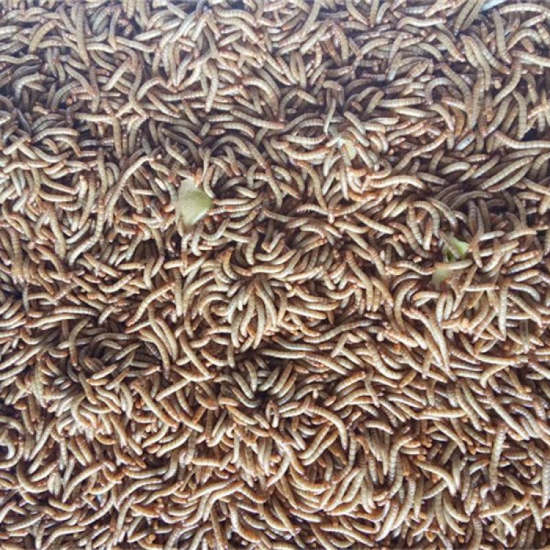 面包虫活体黄粉虫活体