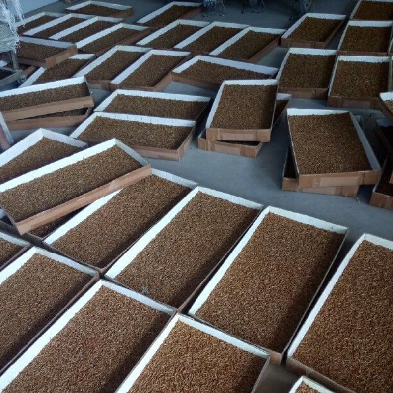 面包虫活体黄粉虫活体