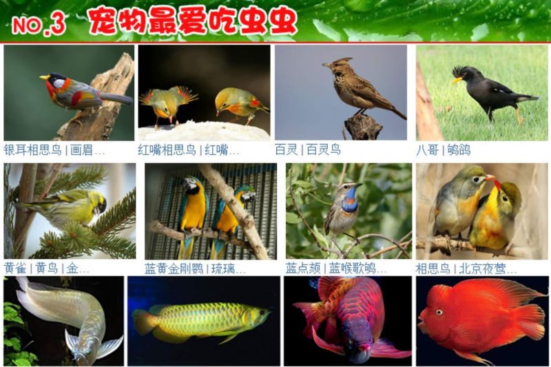 面包虫活体黄粉虫活体