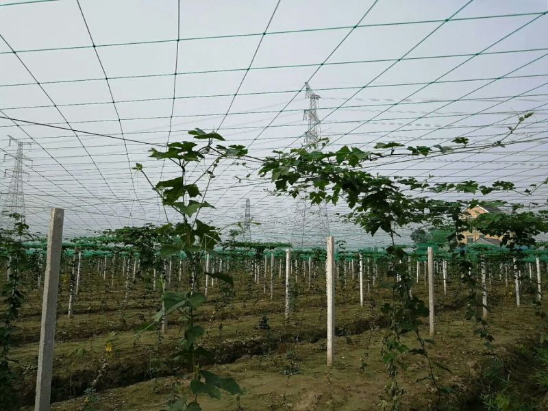 爬藤网防鸟网菊花网防逃网拉网网箱养殖网网