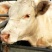 常年供应，夏洛莱牛，牛犊价格，怀孕母牛耐粗食抗病强