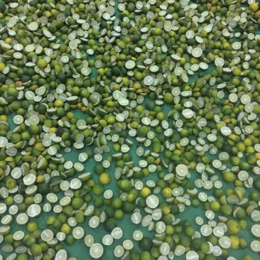 橘核枳实